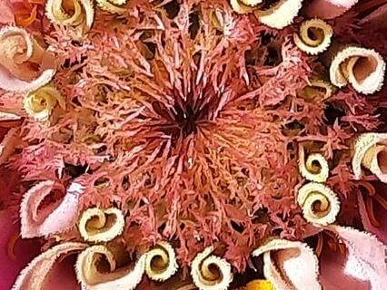 Kinship With Life ~ A Deep Rest Meditation