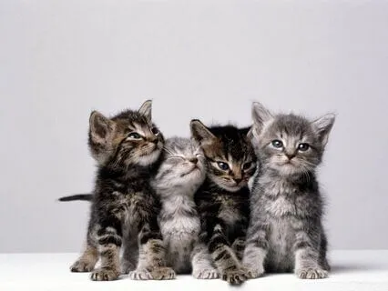 Kitten Dreams | Children's Sleepy Story