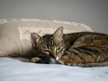 Kitten Sleep All Night Long