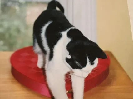 Kitty Cat Meditation Mindfulness Of The Mind Awareness