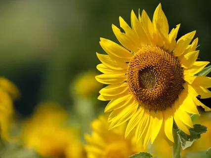 Knocking On Your Heart's Door