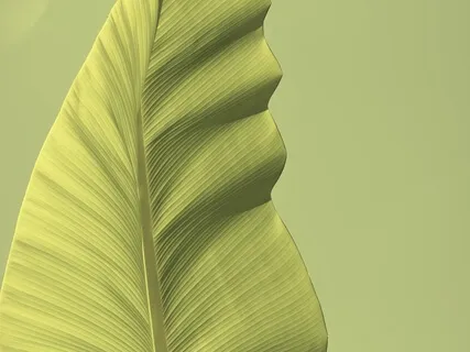 Knowing Peace: Sitar