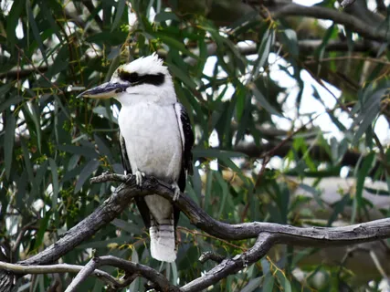 Kookaburra