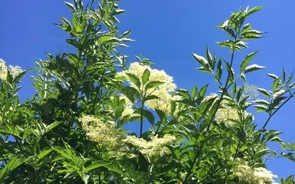 Koshi Chimes (Fire & Water) For Calm & Contemplation