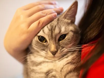 КотоЭнергия