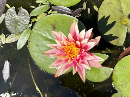 Krishna Uplifting Mantra- New Melody by Miguel