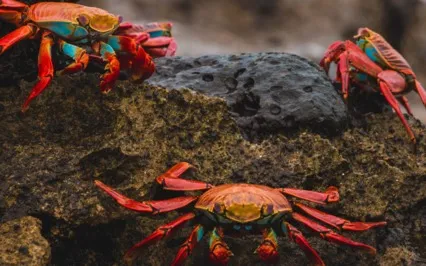 Kristin Barker: Triple Bypass, Triple Blessing