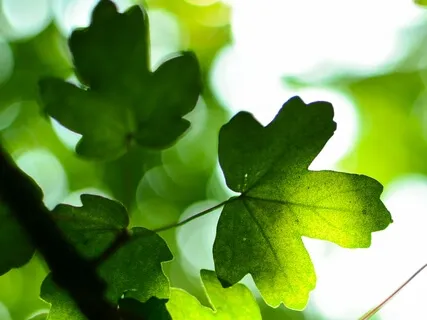 Kroppsscanning (kortare)