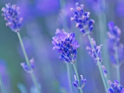 Kuan Yin Lavender Flame Heart Healing Meditation