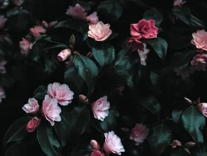 Kunjed Gyalpo: The Supreme Source