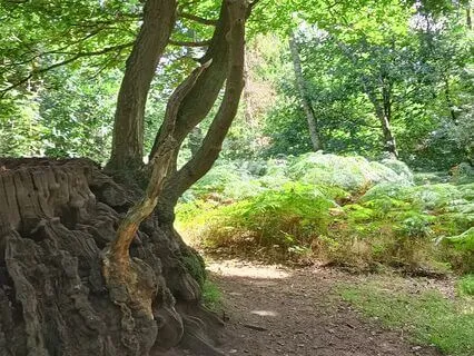 The Tree | Relaxing Piano Music