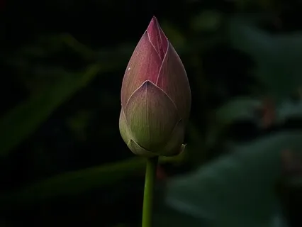 Утро. Настройка на  Особенный День. Свет Творца