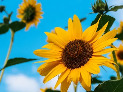 New Blossoming Flower