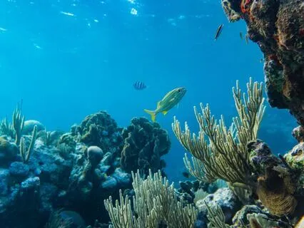 Labeling Meditation 2025