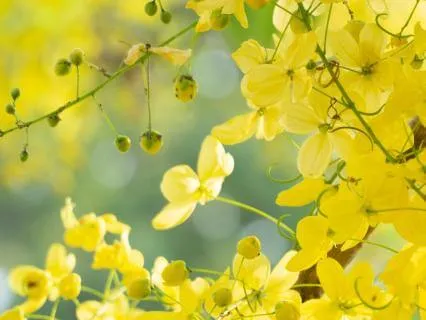Laburnum - Music For Relaxation & Stress Relief