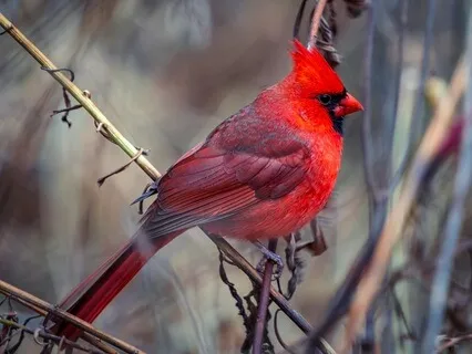 Labyrinth Of Ancestral Echoes