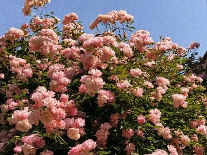 Lady Of The Rose, A Divine Feminine Transmission
