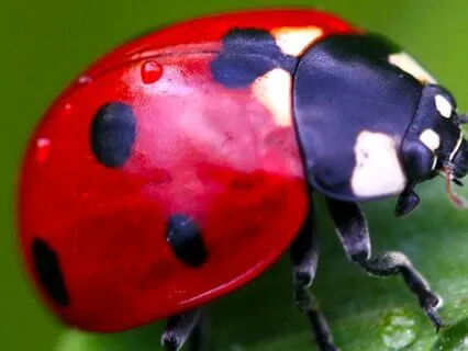 Ladybug Adventure (Meditation)