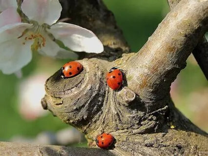 Ladybug Music Meditation (Live)