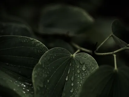 “Lake In The Woods” Guided Meditation