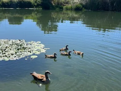 Lake Meditation For Peace And Calm