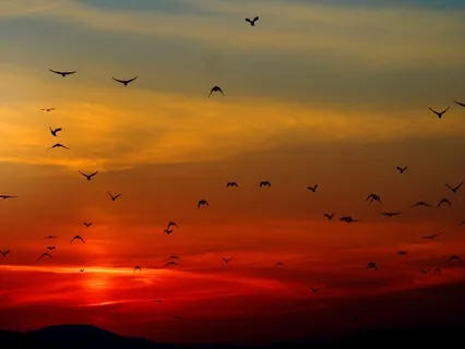 Lakeside Evening Birdsong Relaxing Nature Sounds (30 Minutes)