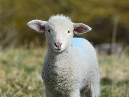 Lamb Entering Renewal Of Innocence