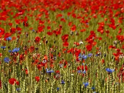 Lammas With Archangel Ariel