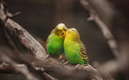 L'amore é l'unico rimedio al male