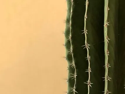 Land Connection Meditation