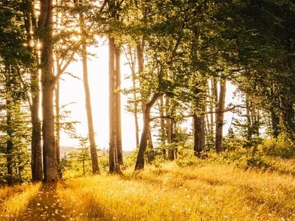 Land Of The Golden Meadows