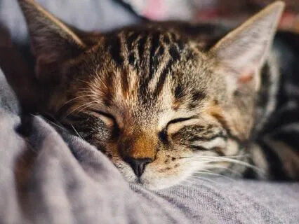 Landingsøvelse for å sovne