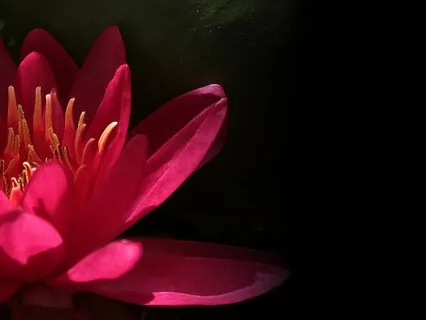 Language of Love Talk + Meditation