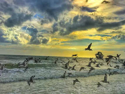 Lapping Waves With Birdsong