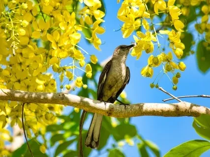 Lark Who Sang His Song To The Sun Every Morning