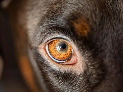 Laser Focus: Binaural Soundscape For Maximum Concentration