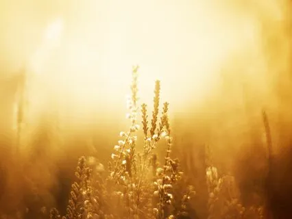 Last Song Cello & Harp