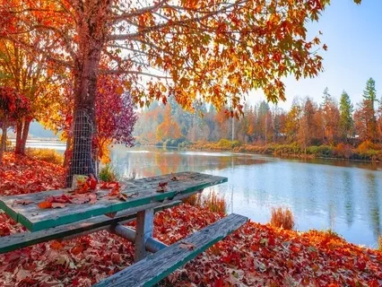 Late Autumn Wildflowers