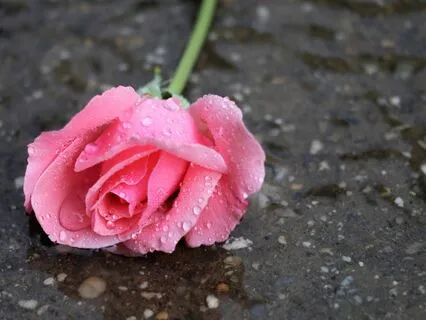 Laughter And Tears | Song Medley