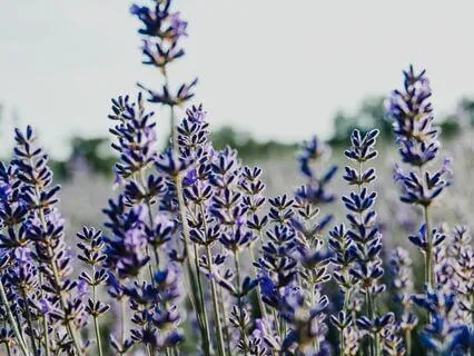 Lavender Fields Sleep Meditation