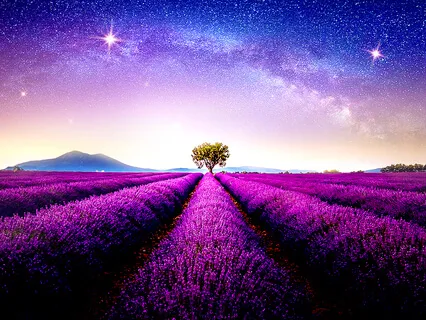 Lavender Dream - Relaxing Sleep Music