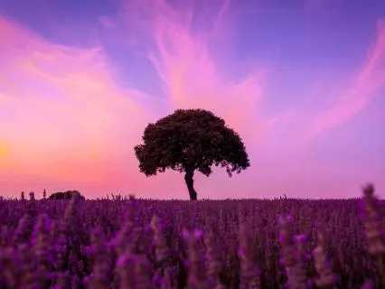 Lavender Field Soundscape For Deep, Restful Sleep