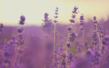 Lavender Fields 