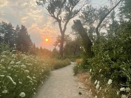 Lavender Fields Forever - 20 Minutes Yoga Nidra / NSDR