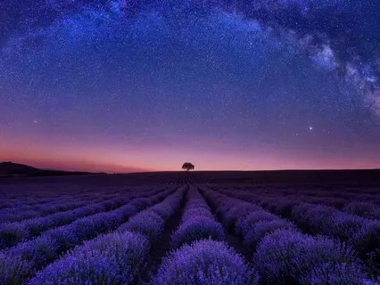 Lavender Fields Forever, A Guided Sleep Meditation