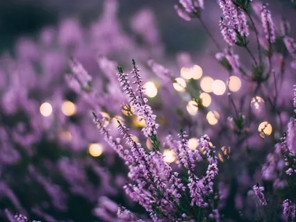 Lavender Fields In Tuscany Guided Sleep Story