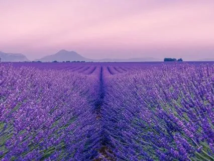Lavender Fields: Soothing Sleep Meditation
