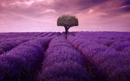 Lavender Fields Soundscape