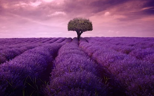 Lavender Fields Aromatherapy Guided Meditation