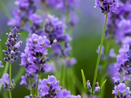 Lavender Light: A Journey Into Calm And Inner Peace